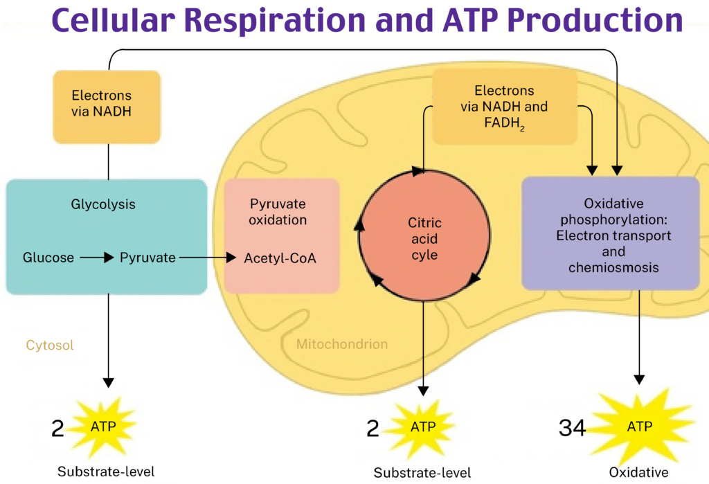 Cellular respiration and ATP production