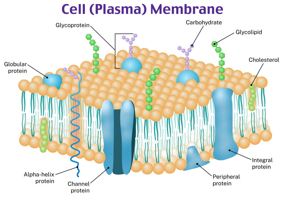 Cell (Plasma) Membrane