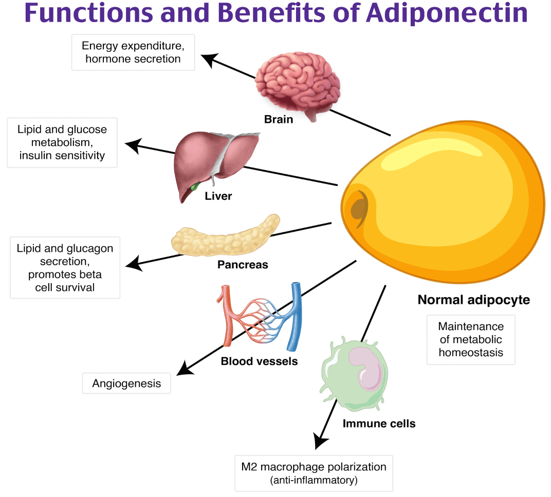 Functions and Benefits of Adiponectin