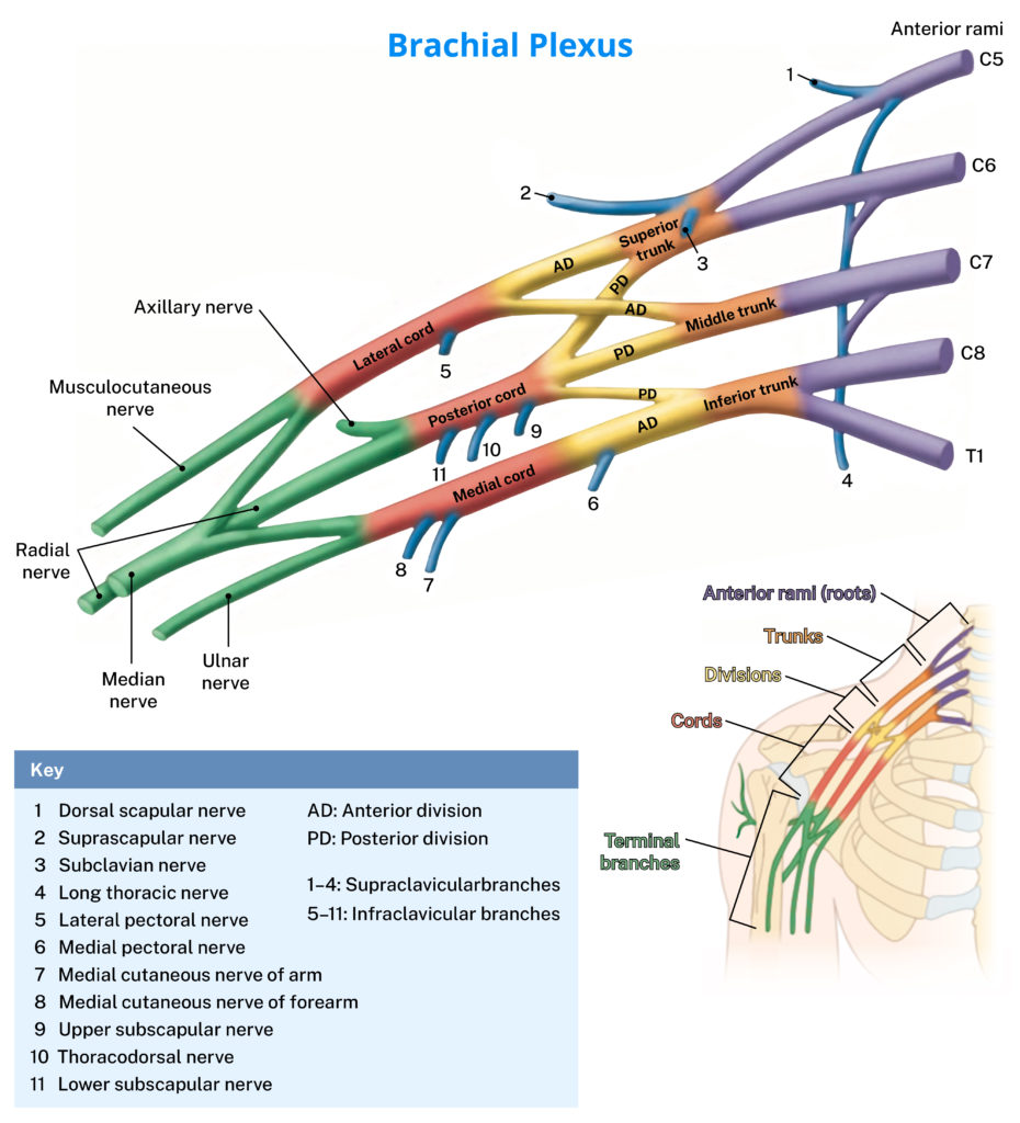 Brachial plexus schematic