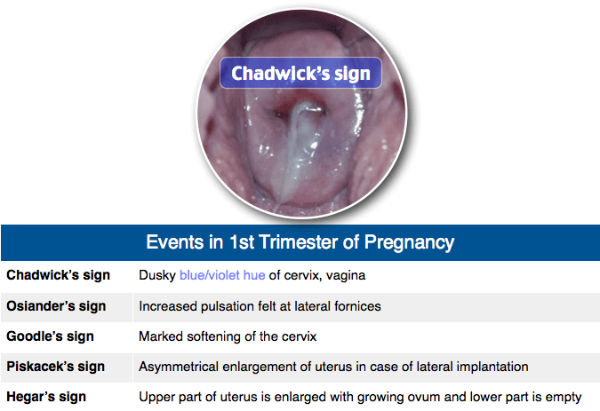 Events in first trimester of pregnancy