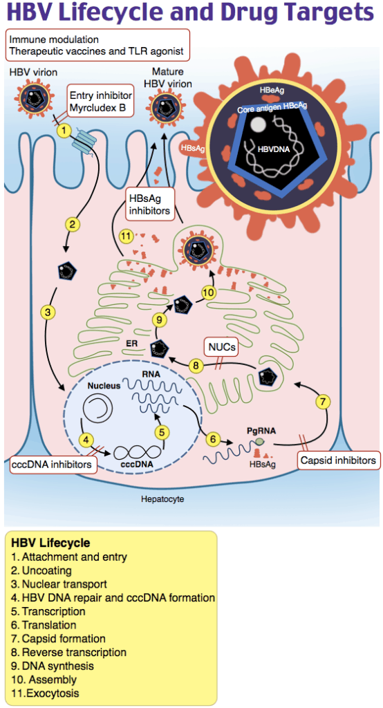 HBV lifecycle and drug targets