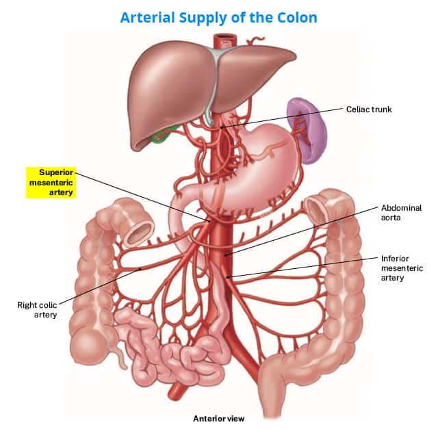 Arterial supply of the colon